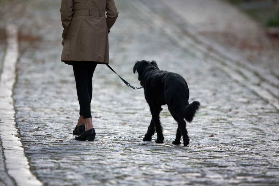 Der Hund machte durch sein bellen so sehr auf die Täter aufmerksam, dass diese die Flucht ergriffen. (Symbolbild)
