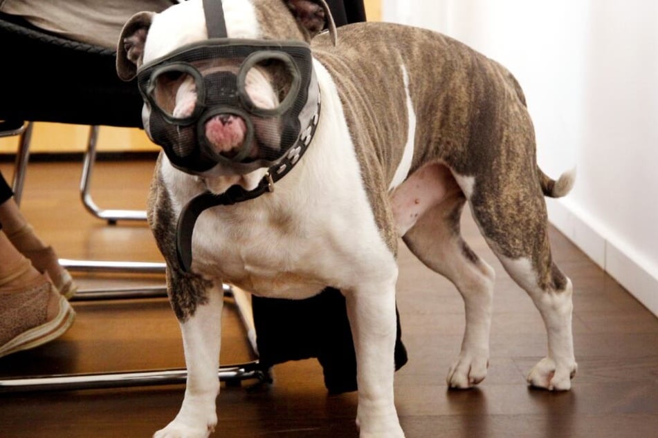 Schnarchende Bulldogge im Gerichtssaal Doch wie gefährlich ist Hund