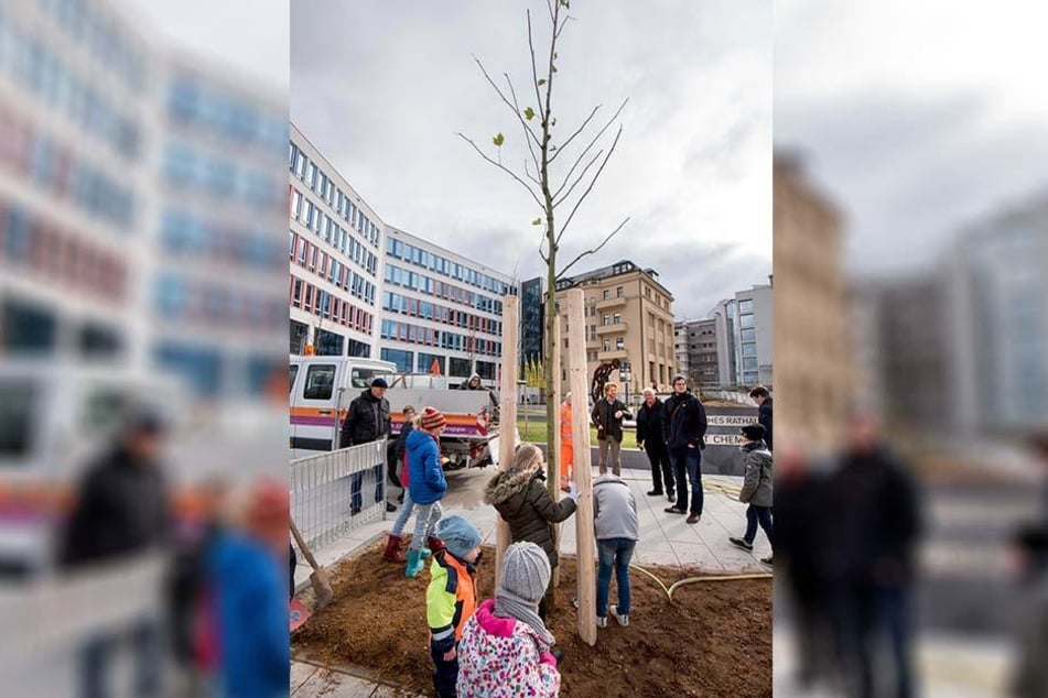 19 Platanen sollen vorm Neuen Technischen Rathaus eine Allee entlang der Bahnhofstraße bilden.