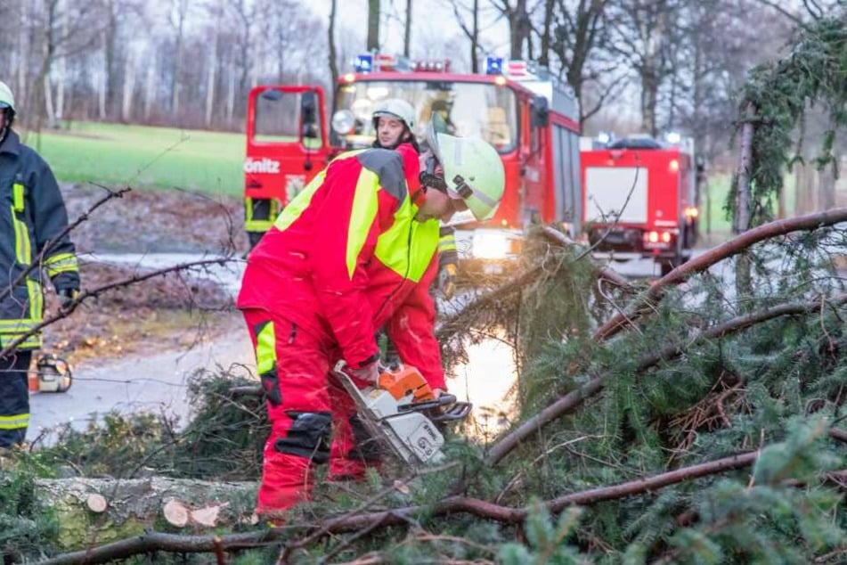 Die Feuerwehr musste die Straßen von zahlreichen umgestürzten Bäumen befreien. (Symbolbild)