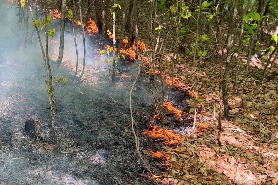 Die Flammen hatten sich auf einer Fläche von rund 5000 Quadratmetern ausgebreitet.