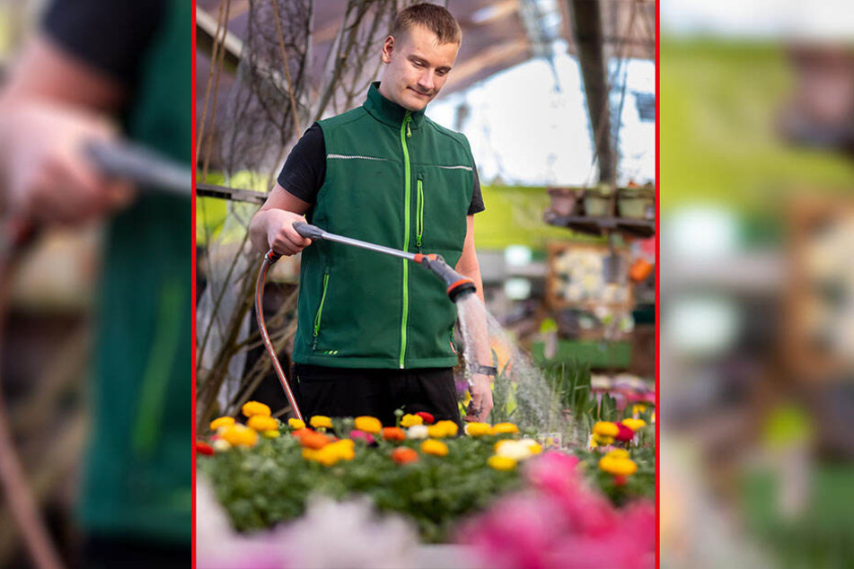 Chemnitz Hier gibt�s den Frühling für zuhause! TAG24