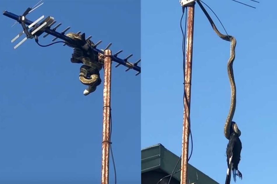 Die Schlange hat sich ihre Beute auf der Antenne geschnappt (li.) und versucht sich dann unter einigen Problemen runterzuwürgen (re.).