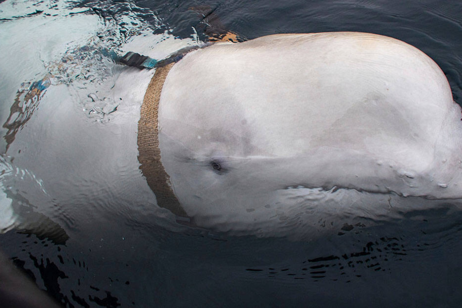 Diesen Beluga-Wal entdeckten Fischer an der norwegischen Küste.