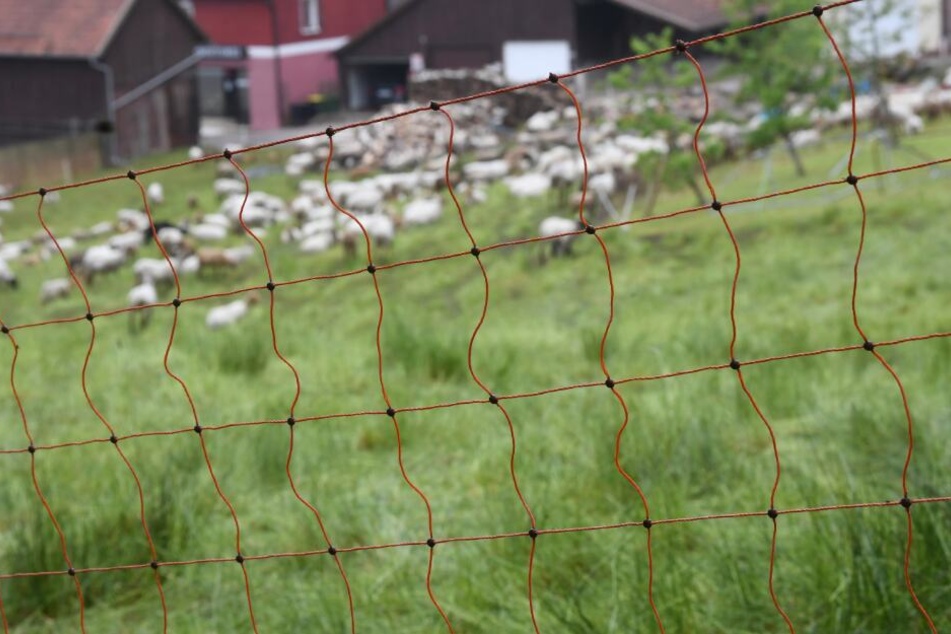 Der Wolf hat bereits zahlreiche Schafe gerissen. (Symbolbild)