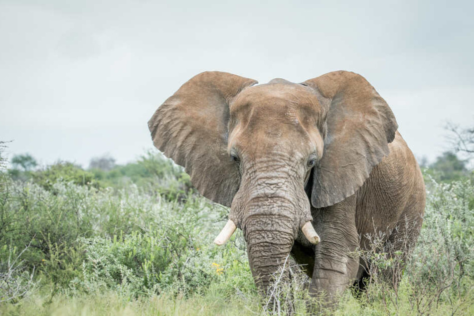 Ein wilder Elefant in Nepal hat eine Frau zu Tode getrampelt. (Symbolbild)