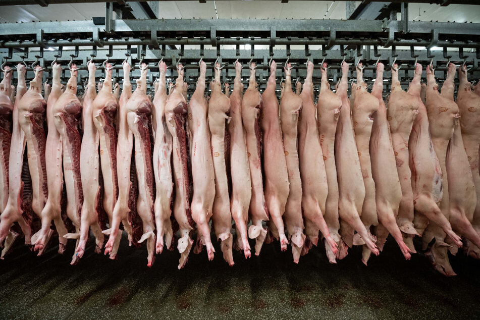 Halbierte Schweine hängen im Schlachthof.