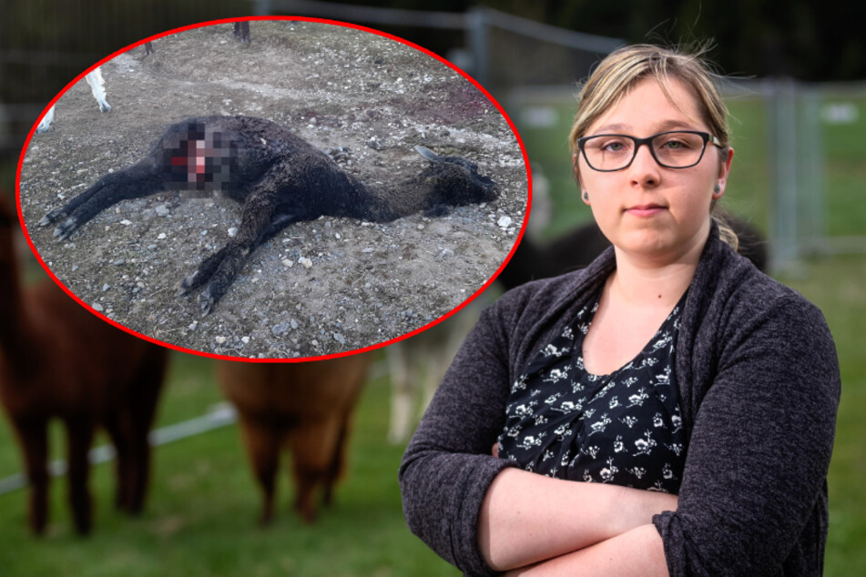 Blutrausch im Erzgebirge! Wolf tötet Alpaka-Mama und ihr Fohlen