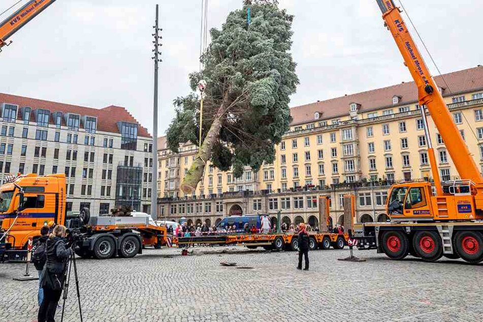 Damit Ende des Jahres auf dem Altmarkt wieder ein prächtiger Baum aufgestellt werden kann, sucht die Stadt bereits jetzt eifrig.