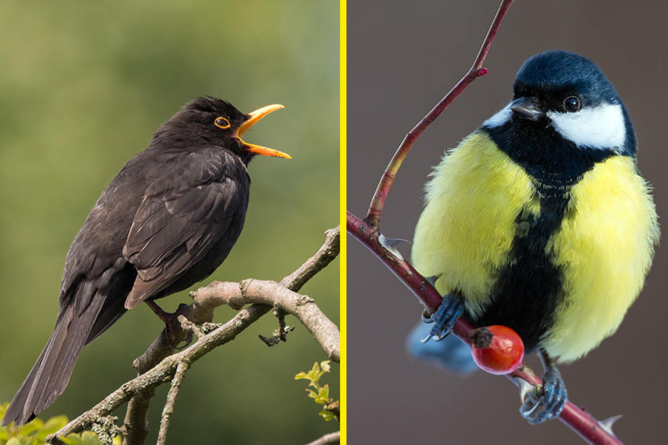 Die Amsel (F.l.) erkennt wohl jedes Kind. Aber auch anhand ihres Gesangs? Die Kohlmeise (F.r.) ist die am weitesten verbreitete Vogelart Deutschlands.