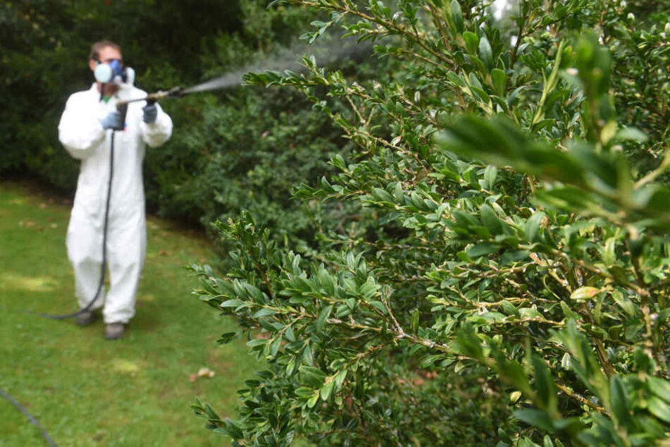 Bekämpfung: Ein Mitarbeiter der Staatlichen Schlösser und Gärten Baden-Württemberg behandelt eine Buchsbaumhecke im Schlossgarten Schwetzingen mit dem Mittel "Dipel ES" gegen den Schädling Buchsbaumzünsler.