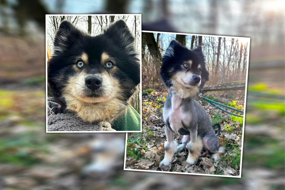 Koda wurde sich selbst überlassen an der Autobahn gefunden. Dass er nicht vermisst wurde, wunderte die Pfleger angesichts seines Zustands nicht.