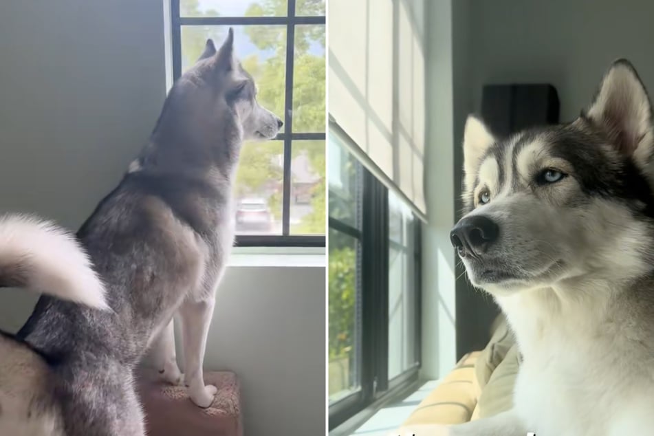 Siberian Husky Theo galt früher als ruhig und bedächtig.