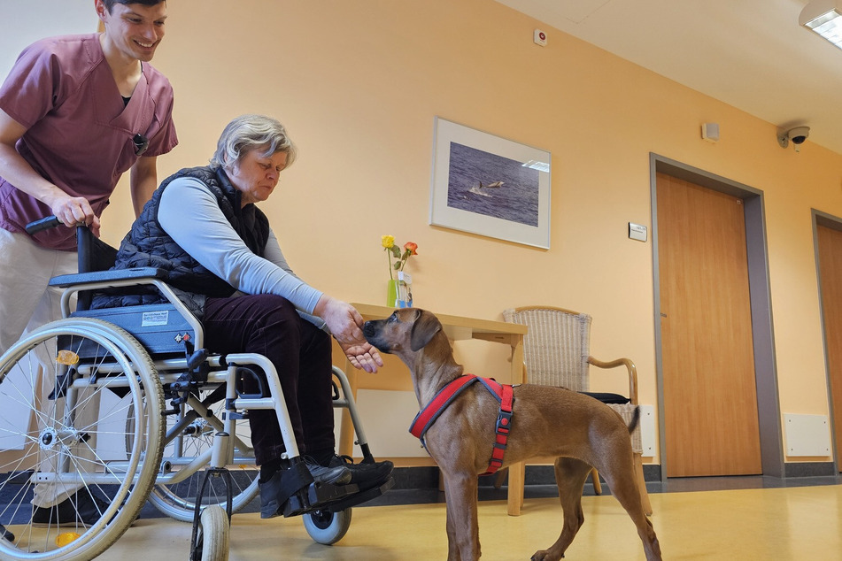 Hündin Mila zusammen mit Pfleger Matthias Krumpe und einer Patientin. Sechs Monate ist die süße, kleine Hundedame gerade erst alt und schon jetzt sehr fleißig. Denn Mila soll künftig als Therapiehund den Patienten der Uniklinik helfen.