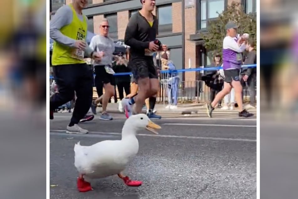 Wrinkle die Ente ist am vergangenen Sonntag einen Teil des New York City Marathons gelaufen.