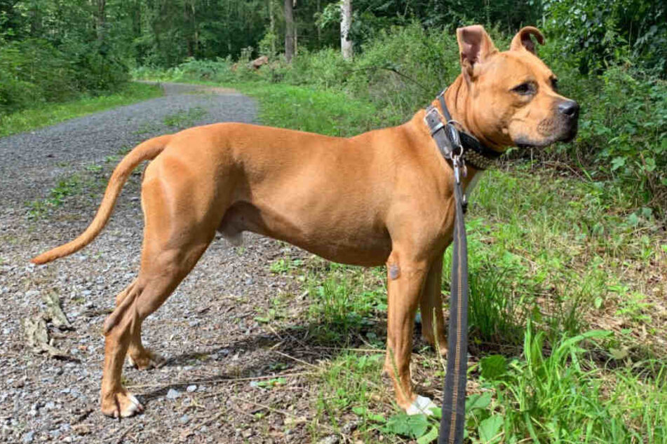 Lennox im Wald.