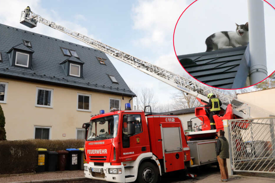 Katze Chemnitz Katze Chemnitz