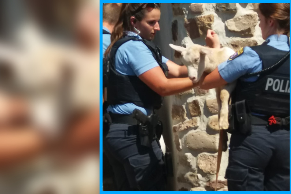 Die kleine Ziege musste von den Polizistinnen schließlich getragen werden, da sie nicht mehr laufen wollte.