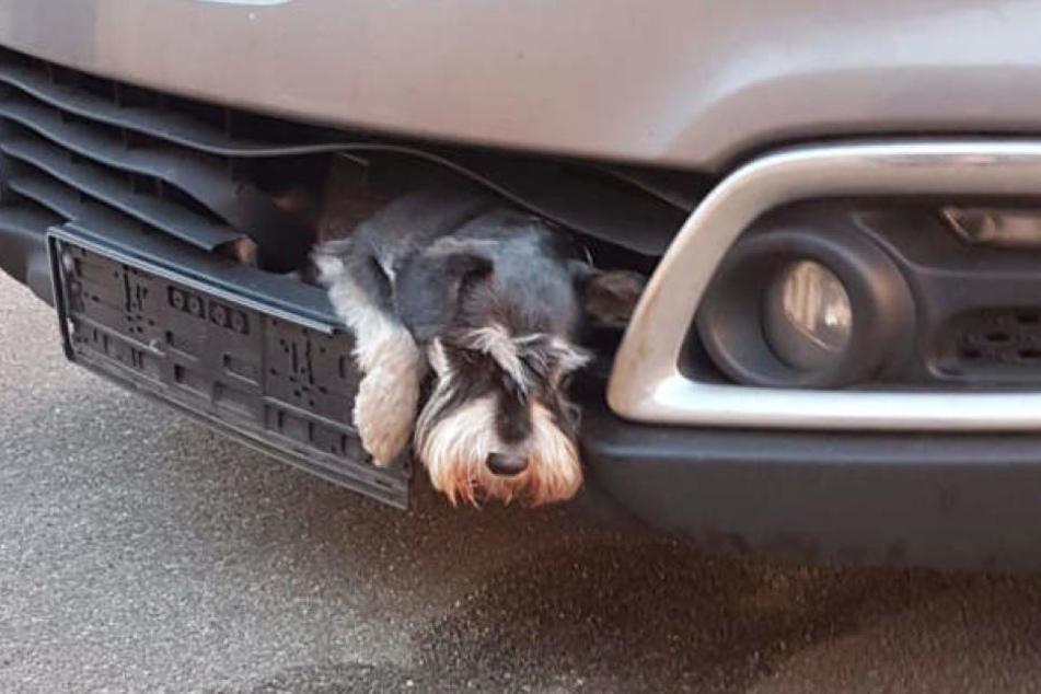 "Tero" hatte unfassbares Glück.
