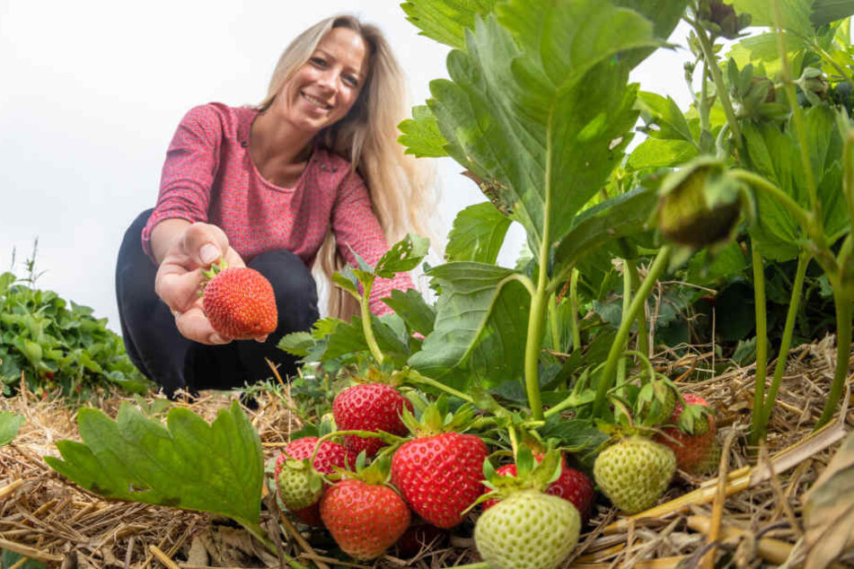 Erdbeeren wie gemalt: Bianca Scholz (33) freut sich über reiche Ernte.