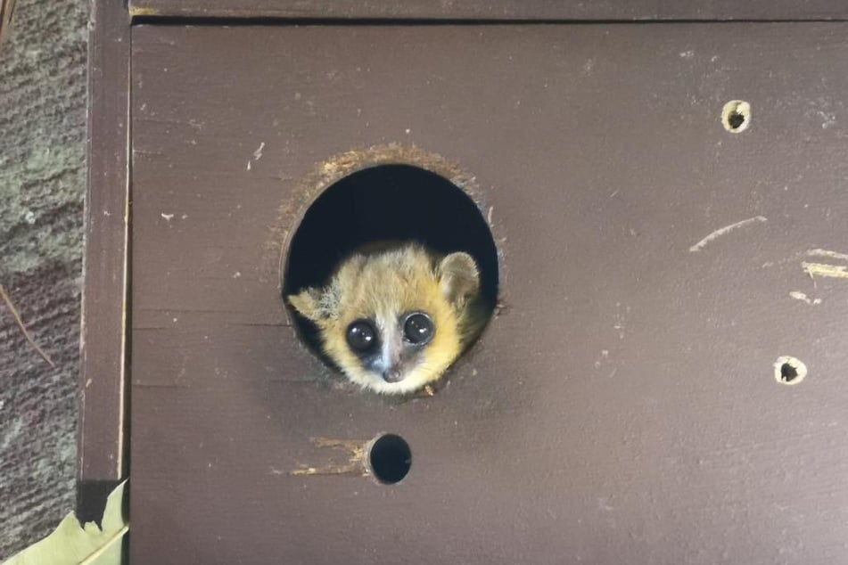 Das Mausmaki-Jungtier wurde im Juli im Kölner Zoo geboren. Die Art gilt als stark gefährdet und ist eine besondere Rarität.