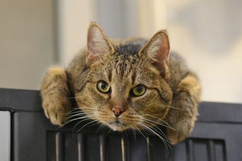 Unter den circa 500 Katzen aus dem Berliner Tierheim lebt Kater Jamie (11) und hofft auf ein neues Zuhause.