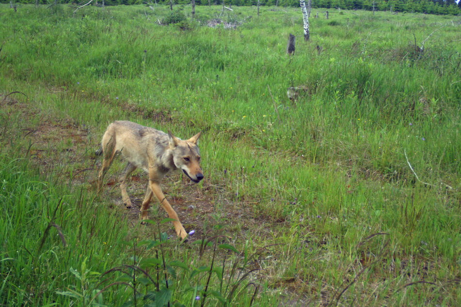 Ein Wolf im Sommerfell. Das Tier nutzte in der Nähe von Marienberg einen Weg für seinen Streifzug.
