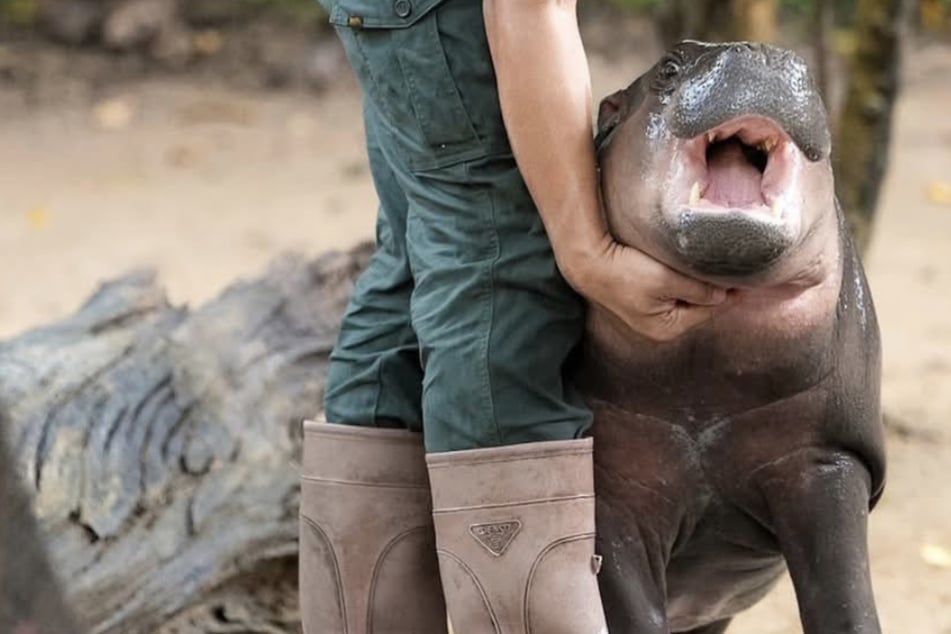 Tierschützer in Sorge: Leidet virales Hippo-Baby Moo Deng in seinem Gehege?