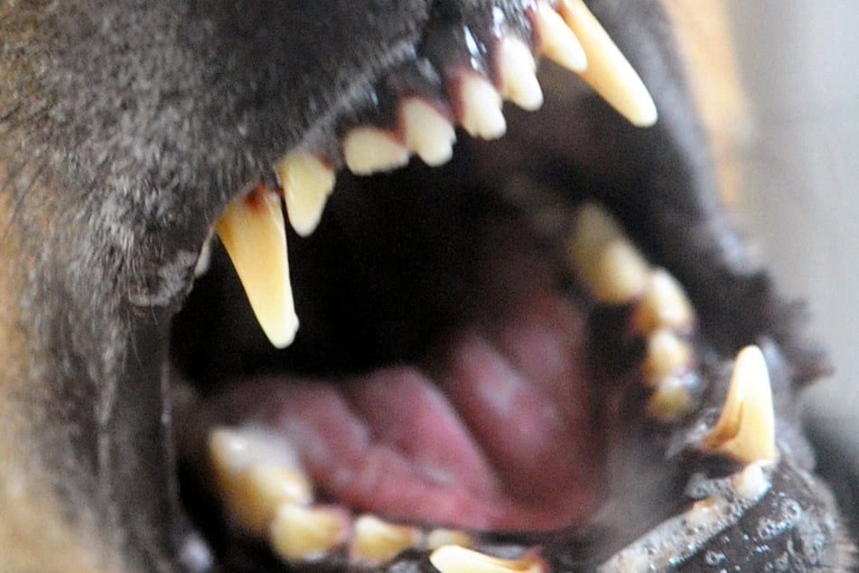 Ein Hund biss einem Mann in Niederbayern einen Finger ab. (Symbolbild)