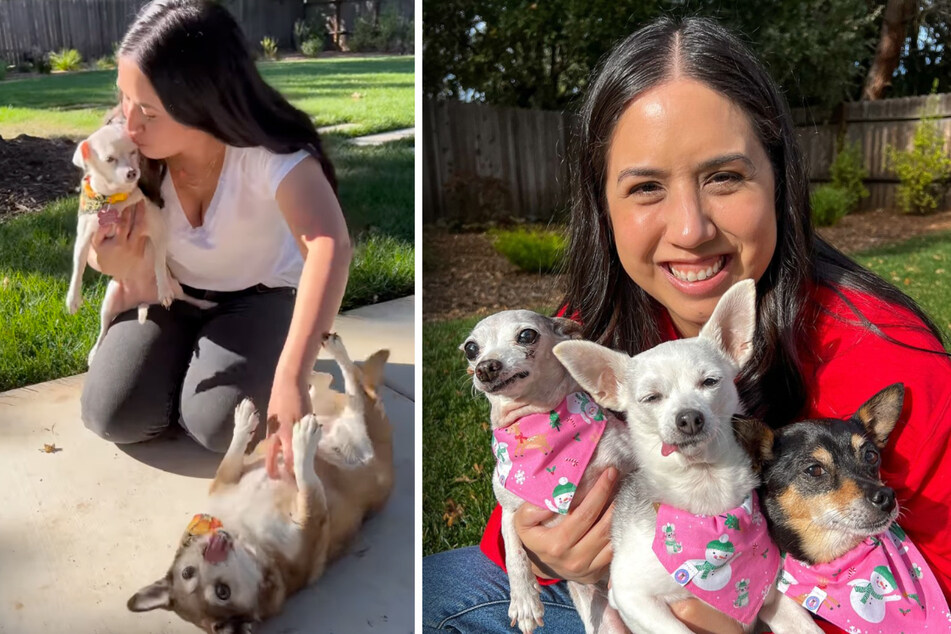 Doggie foster mom's heartbreaking reason for only rescuing senior dogs