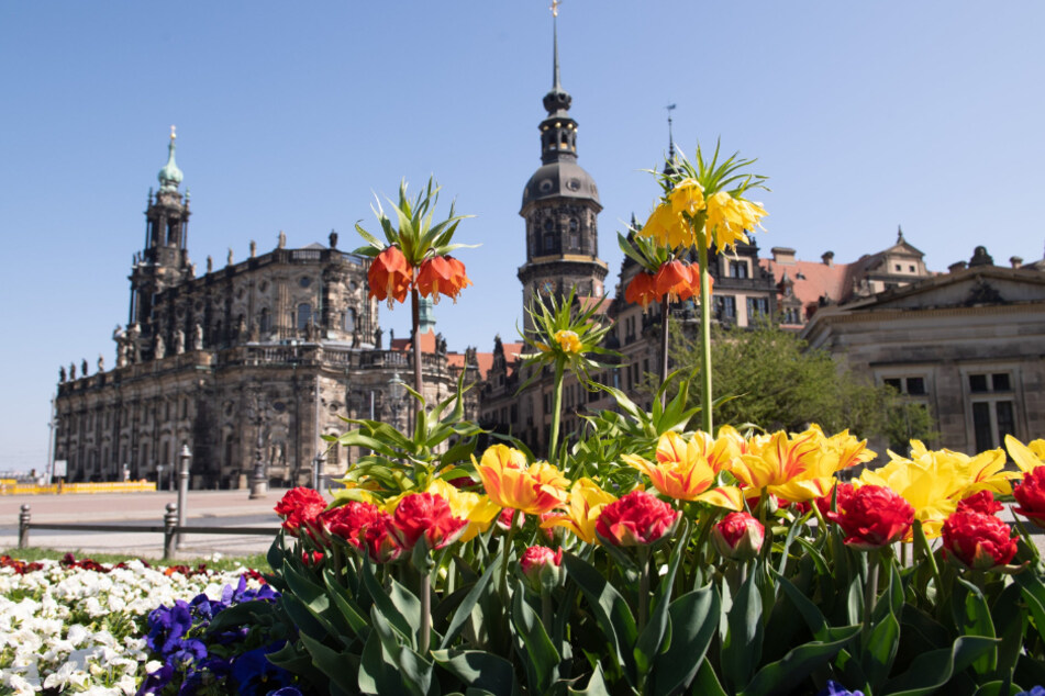 Herrlich: In Dresden blühen auch dieses Jahr Sommerblumen. Das Rathaus beginnt heute mit der Bepflanzung.