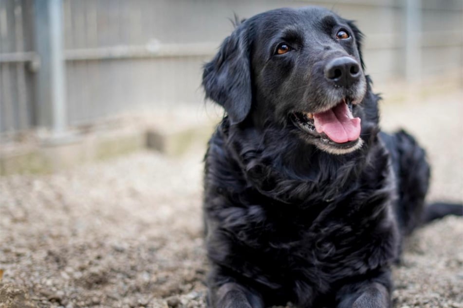 Die treue Hundedame möchte endlich wieder in ein liebevolles Zuhause.