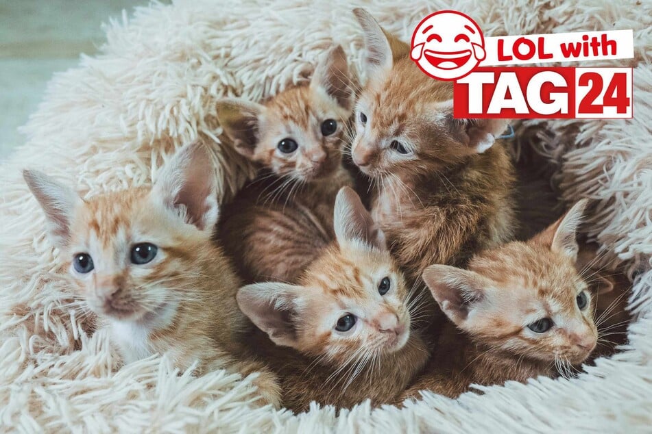 Joke of the Day for January 31, 2026: A cat funny for Caturday!