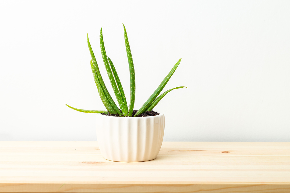 Die Aloe Vera ist eine beliebte Zimmerpflanze und gehört zu den Sukkulenten.