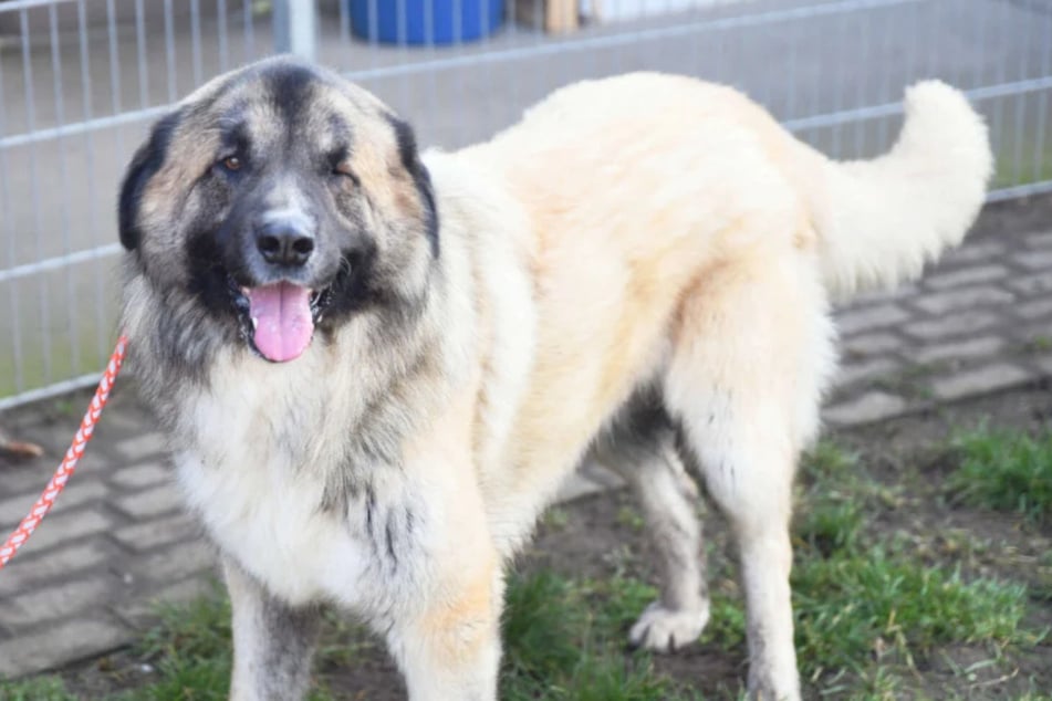 Der Herdenschutzhund liebt es, mit seinen Menschen zu kuscheln und in der Natur zu toben.