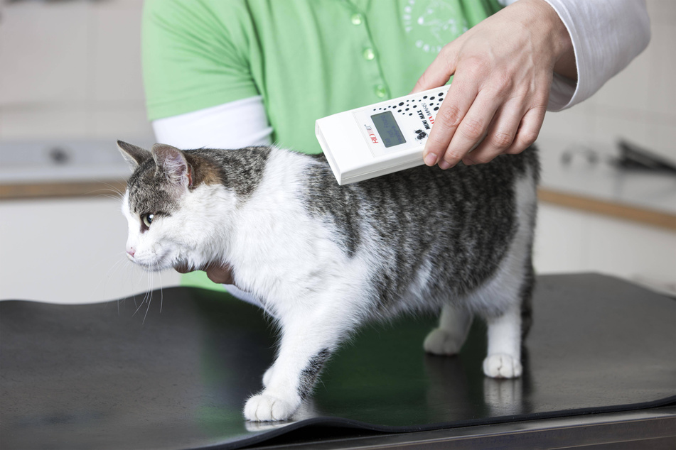 Getting your cat microchipped isn't too expensive, so get it done!