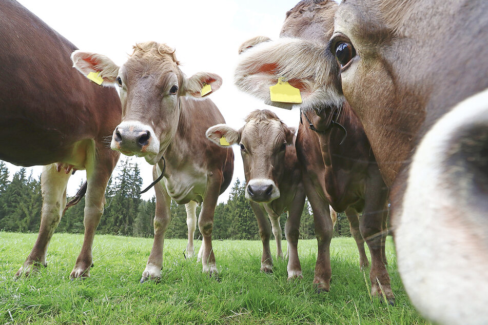 Eating meat and dairy products could help stop climate change.