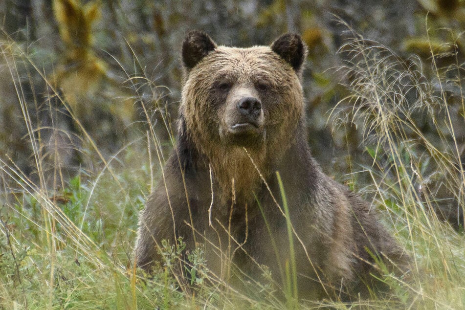 A grizzly bear attacked a group of schoolchildren and teachers in Canada on Thursday, leaving 11 people injured (file photo).