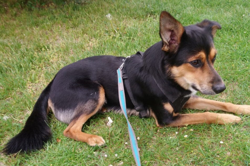 Mischlingshund Benni wurde tot in der Regentonne gefunden.