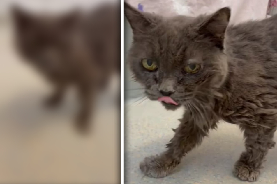 Uralte Katze landet im Tierheim: Pfleger wollen, dass sie "so schnell wie möglich" wieder auszieht