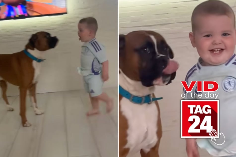 viral videos: Viral Video of the Day for September 18, 2024: Toddler and dog show off hilarious way of greeting