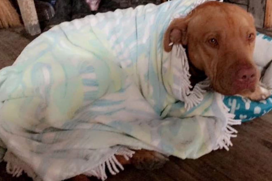 The mother had adopted the abandoned pit bull only a couple of weeks before the horrific incident.