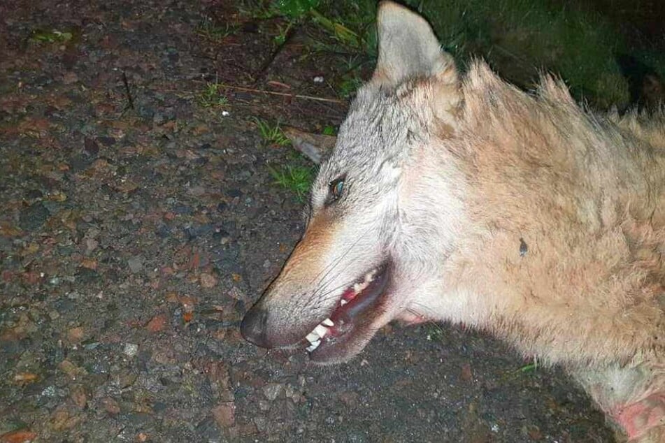 Bereits im Dezember 2018 war in Thüringen ein toter Wolf an der A9 gefunden worden.