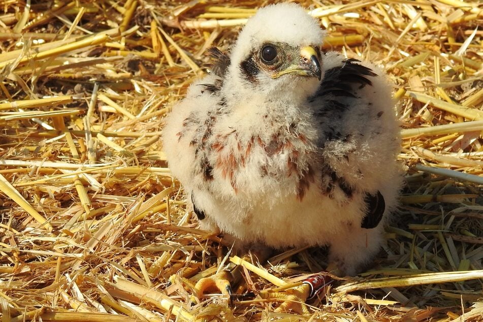 An den Ostertagen wird im Zoo Magdeburg das Brillenpinguin-Baby vorgestellt.