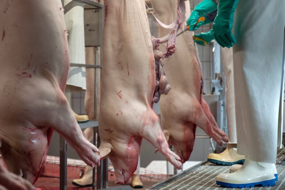Beim Schlachten der Tiere steckten sich die beiden an. (Symbolbild)