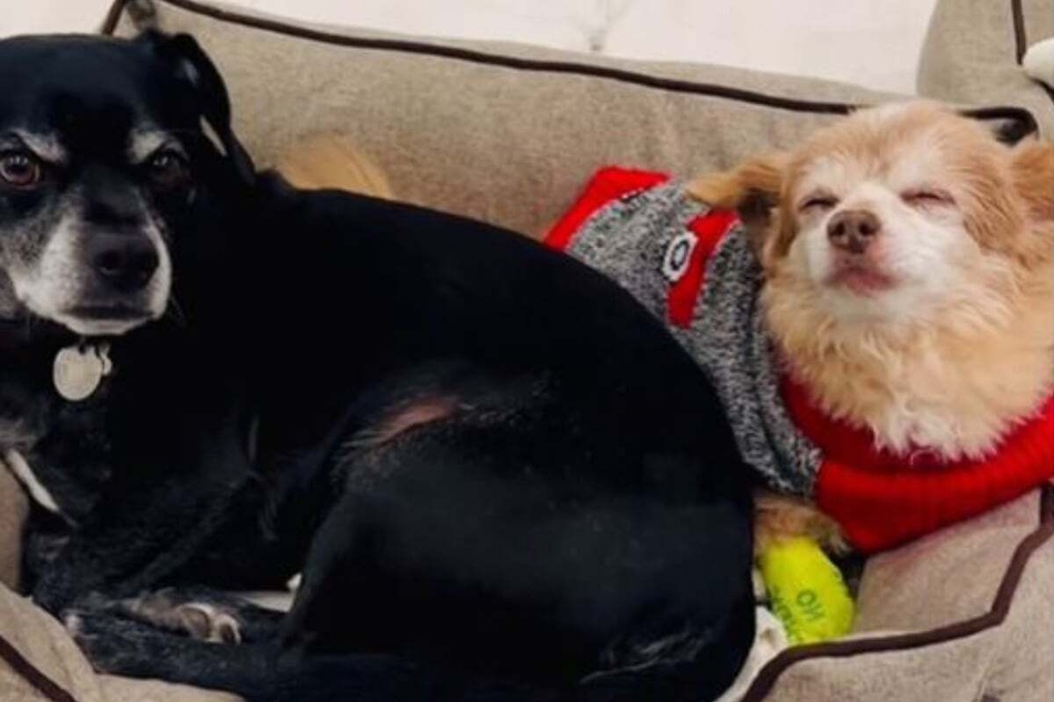 Charlie the dog (l.) had always been best friends with his sibling Foxy (r.), which is probably why the 8-year-old pup had always regarded his furry friend's bed as her own personal territory.
