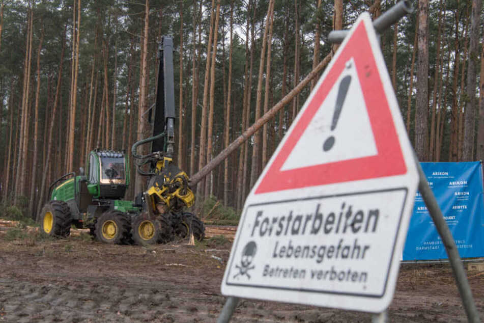 Der US-Elektroautobauer Tesla lässt für sein neues Werk in Grünheide den Wald roden.