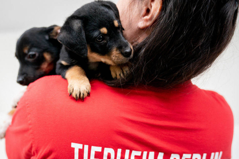 Zwei Hundewelpen werden von einer Mitarbeiterin im Arm gehalten.
