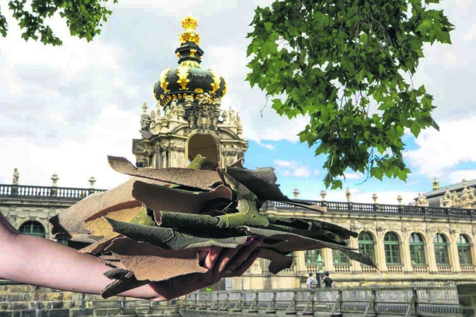 Schon über 125 Jahre alt: Auch die Platanen am Zwinger werfen bereits jetzt ihr "Borken-Kleid" ab.