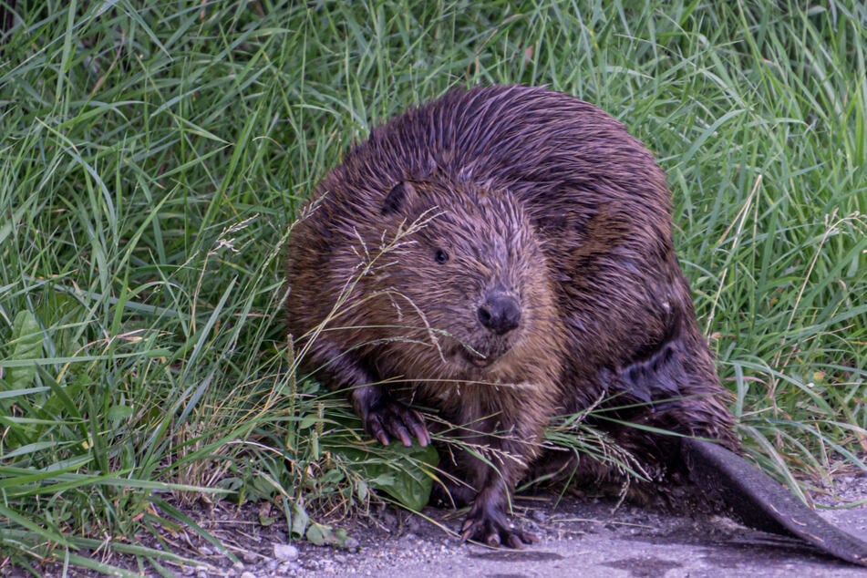 Naturschützer und Bauernverbände streiten über den richtigen Umgang mit Brandenburgs Bibern.